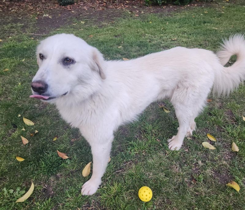 Great Pyrenees