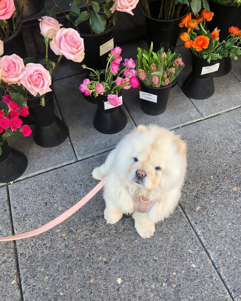 Chow Chow