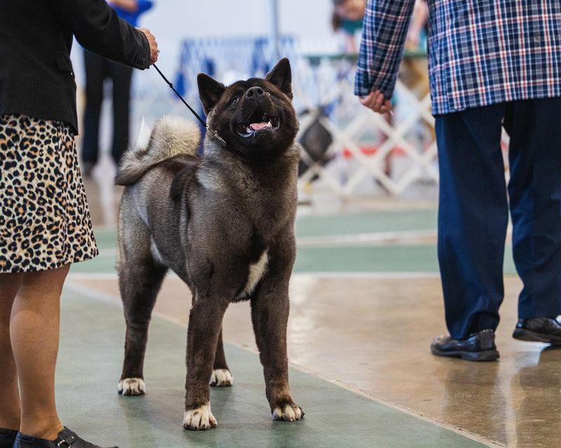 Akita