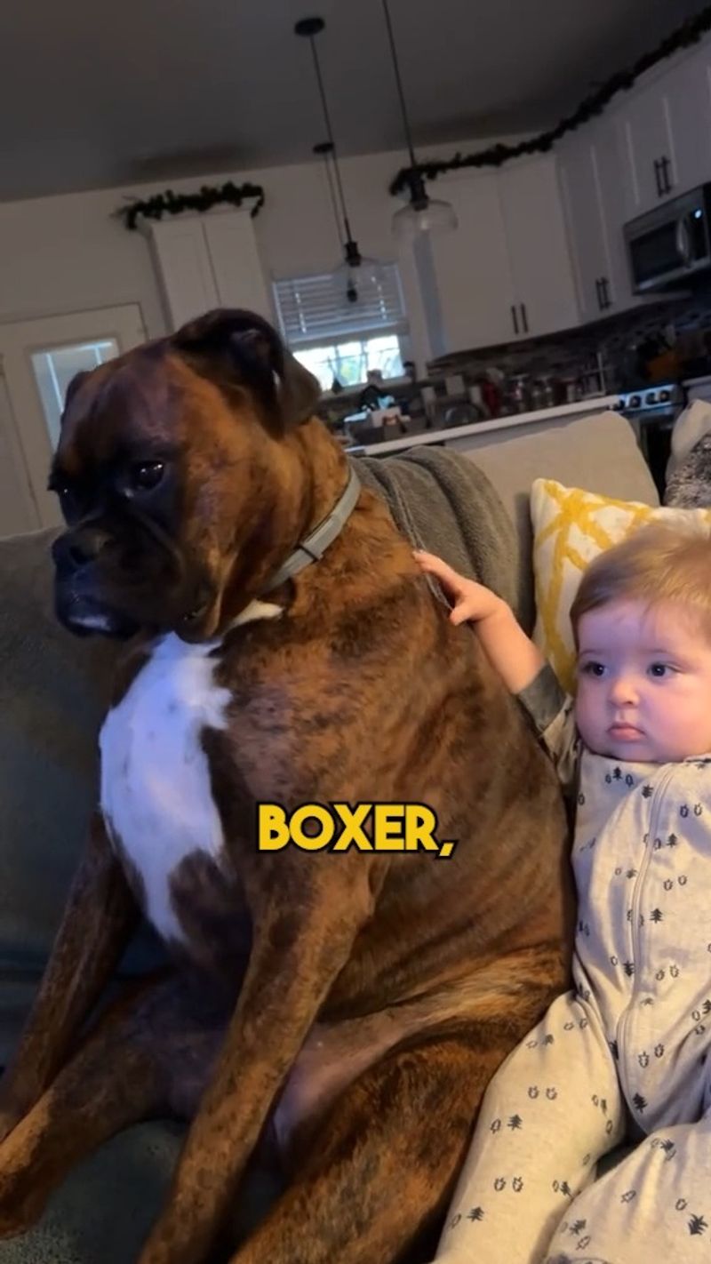 Boxer