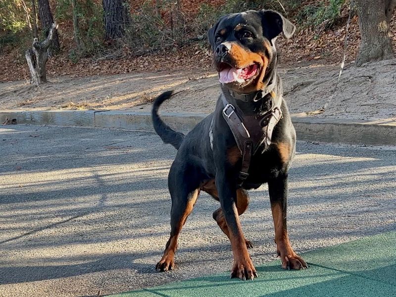 Rottweiler