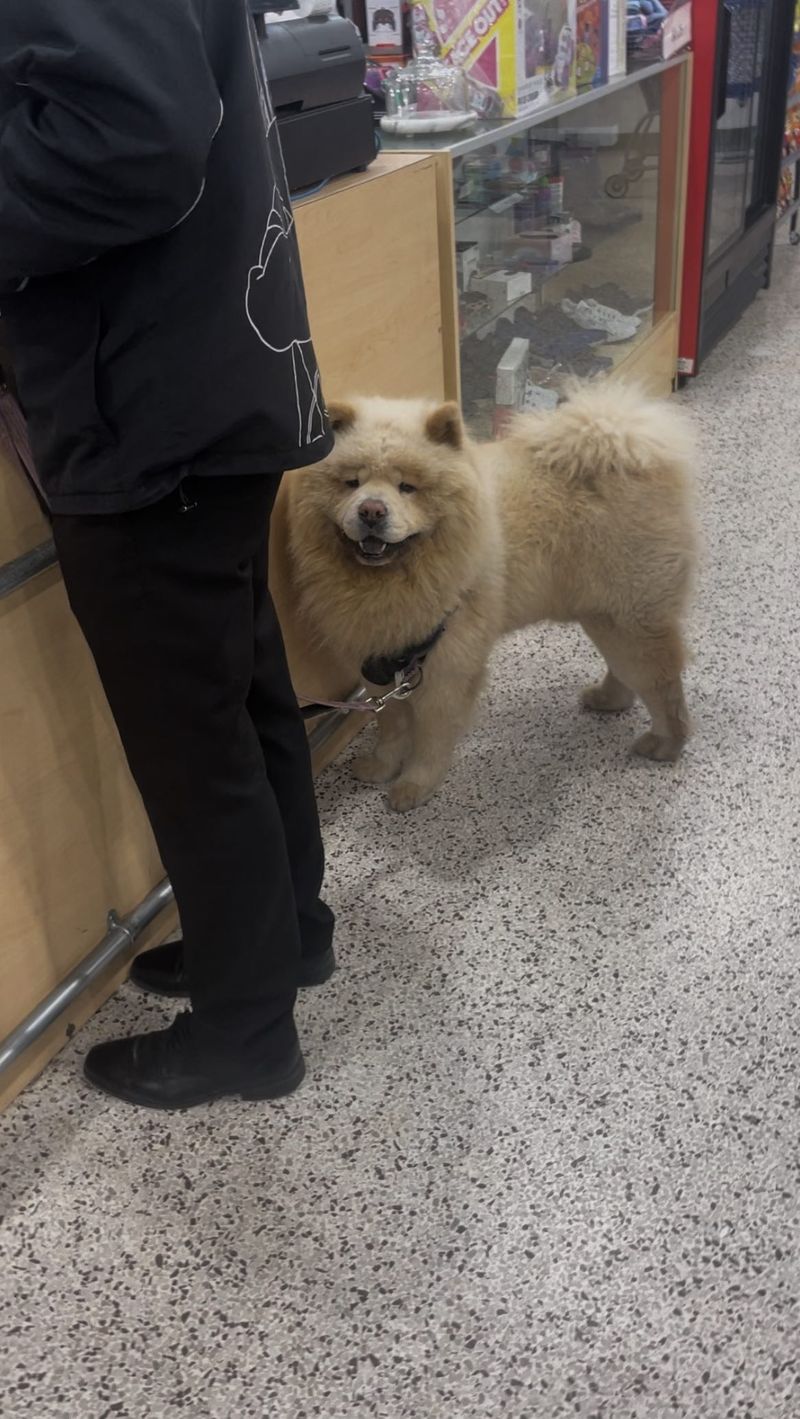 Chow Chow