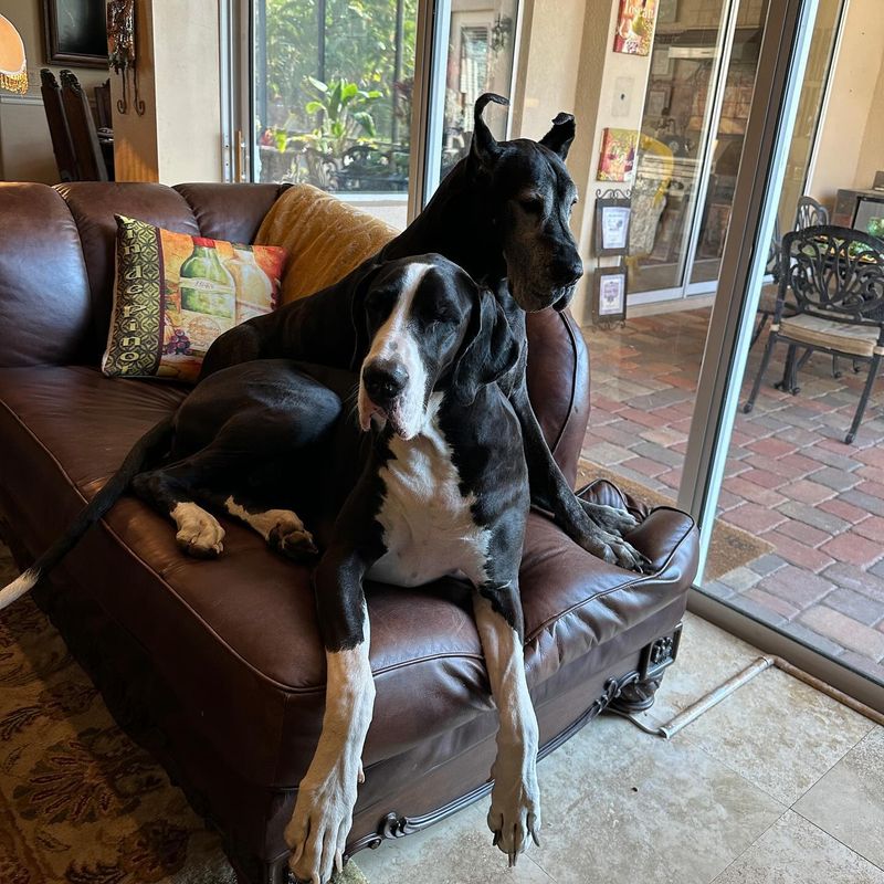 Great Dane