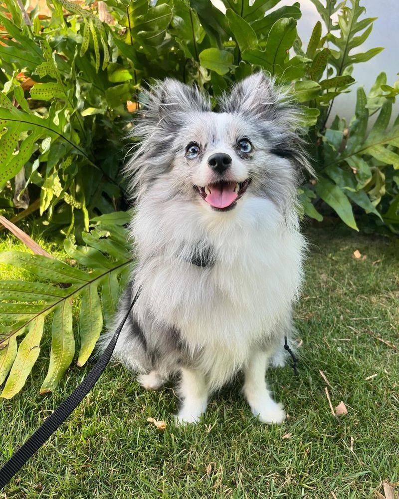 Papillon