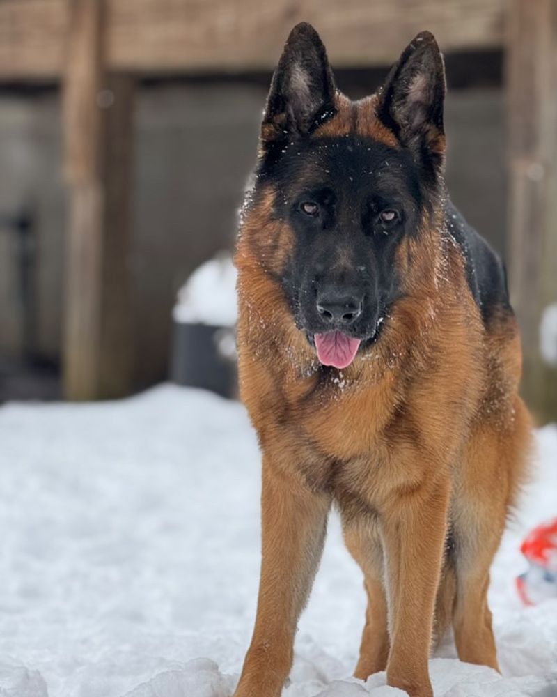 German Shepherd