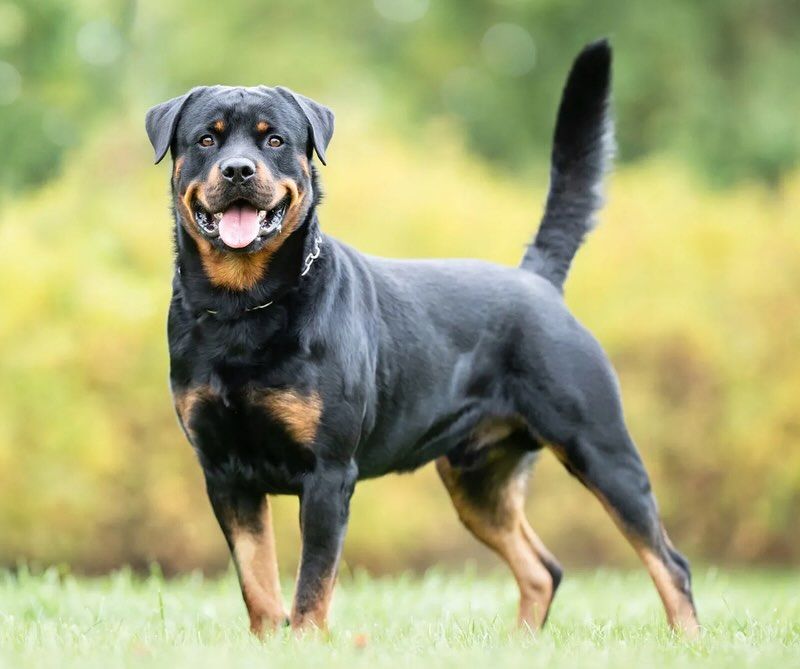 Rottweiler