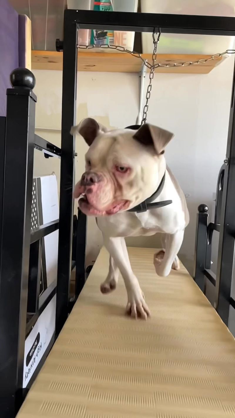 American Bulldog
