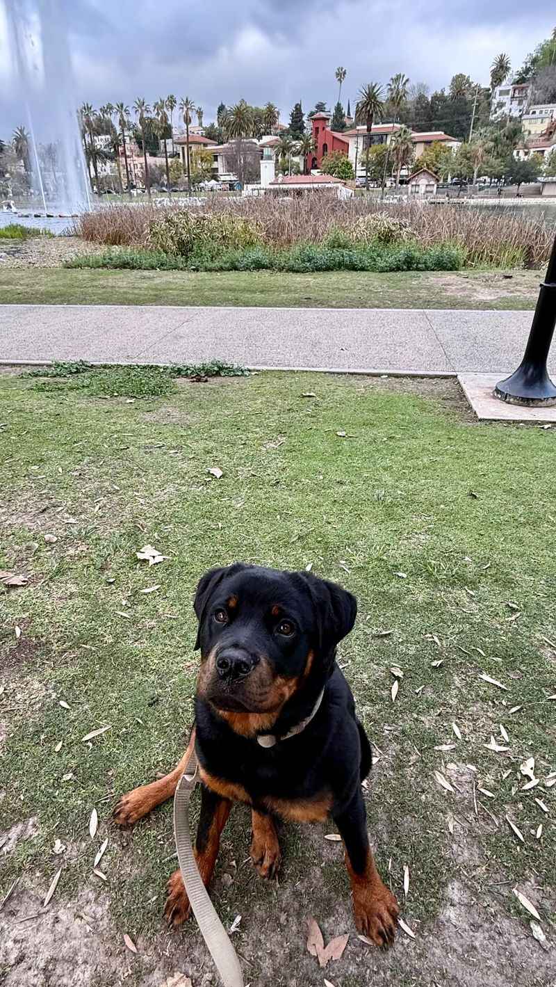 Rottweiler
