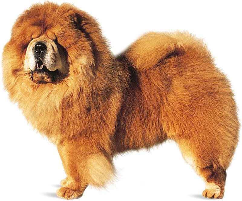 Chow Chow