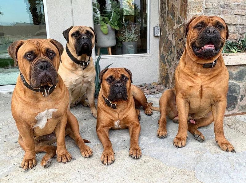 Bullmastiff
