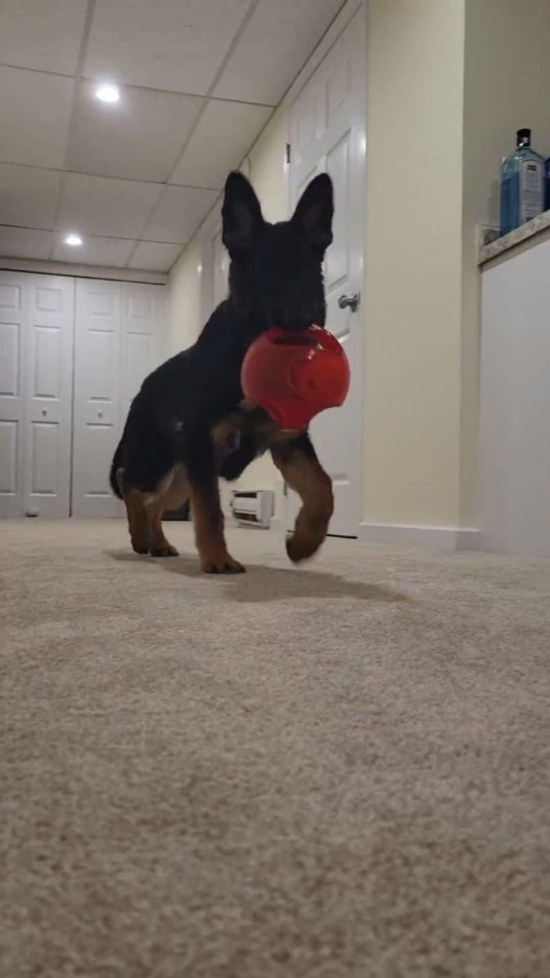 German Shepherd