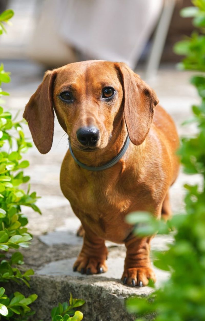 Dachshund