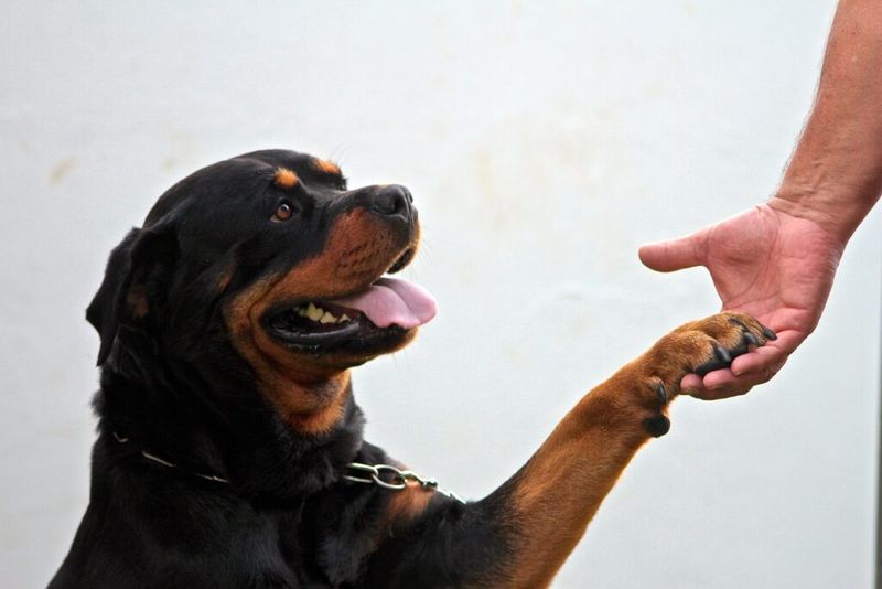 Rottweiler
