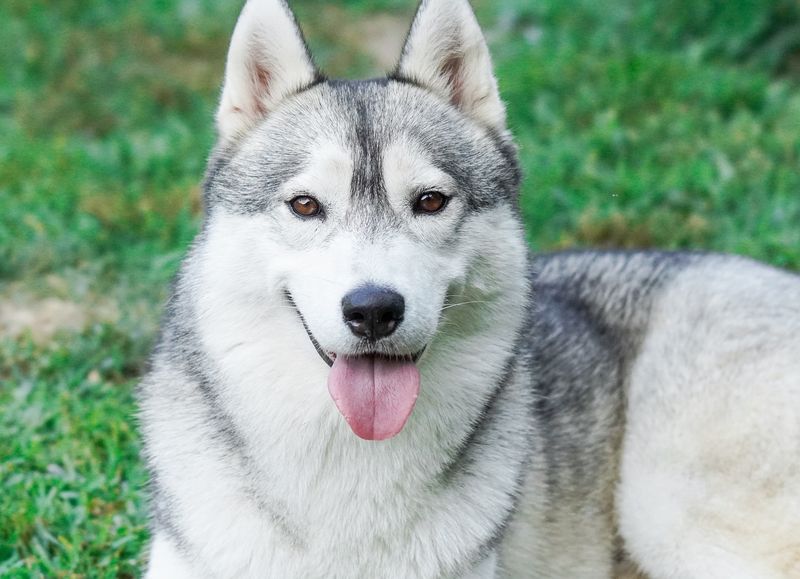 Siberian Husky