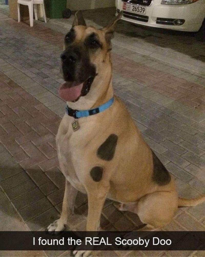 Great Dane