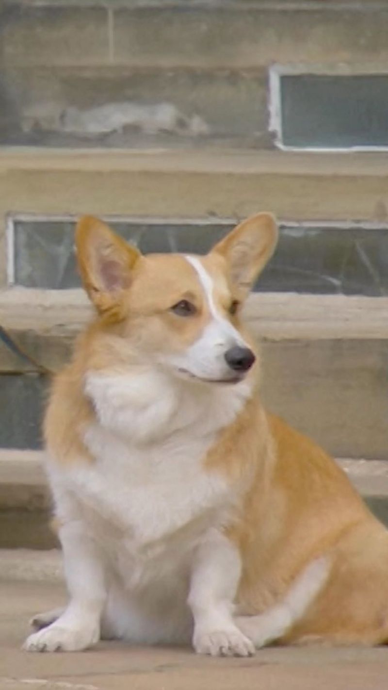 Corgi: The Royal Favorite