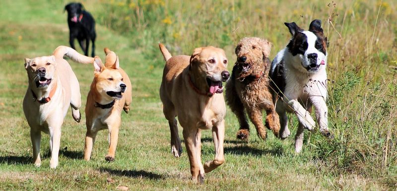 Doggy Playdate