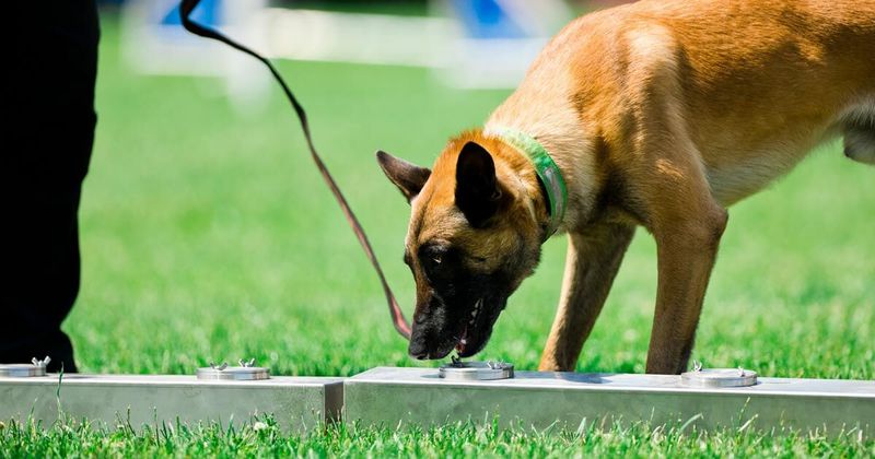 Scent Work Games
