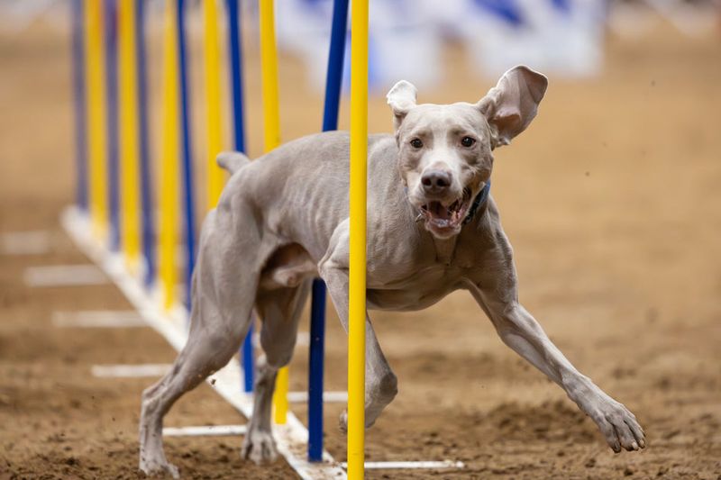 Dog Sports Event