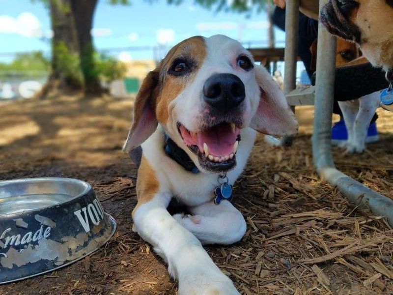 Puppy Pints Brewery