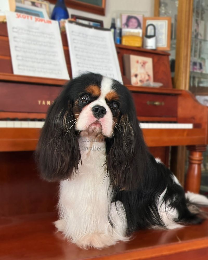 Cavalier King Charles Spaniel