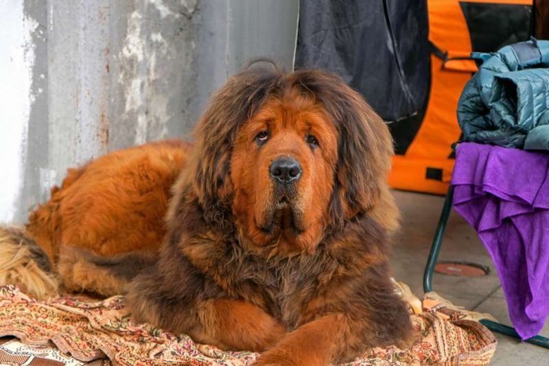 Tibetan Mastiff