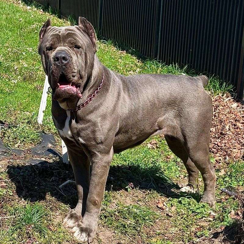 Cane Corso