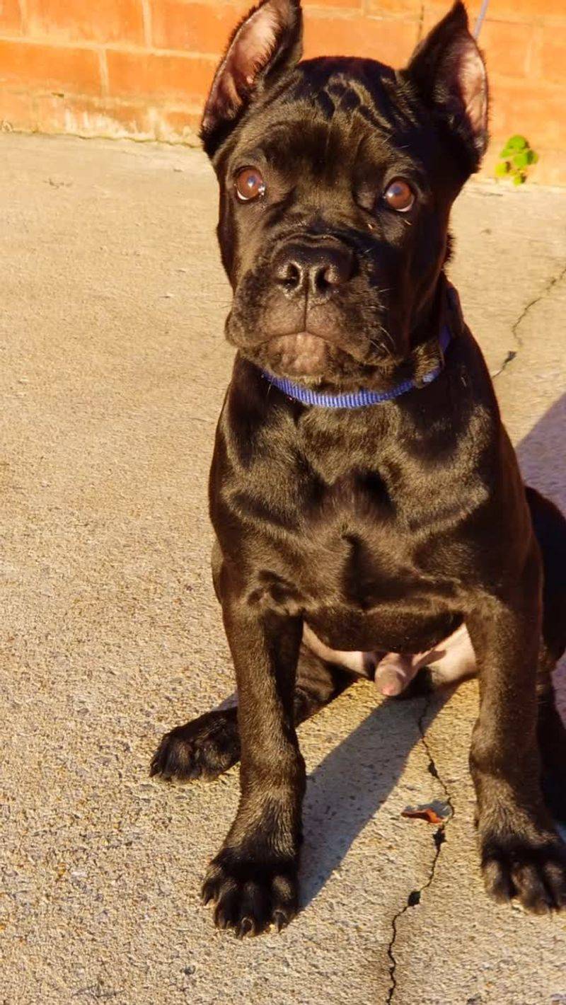 Cane Corso