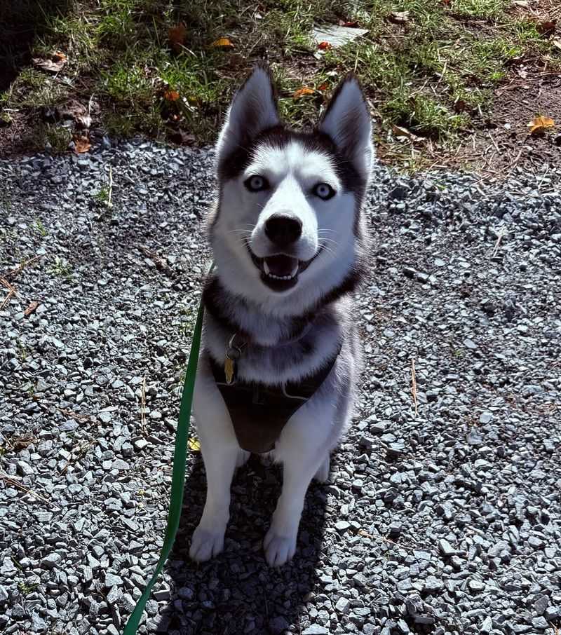 Siberian Husky