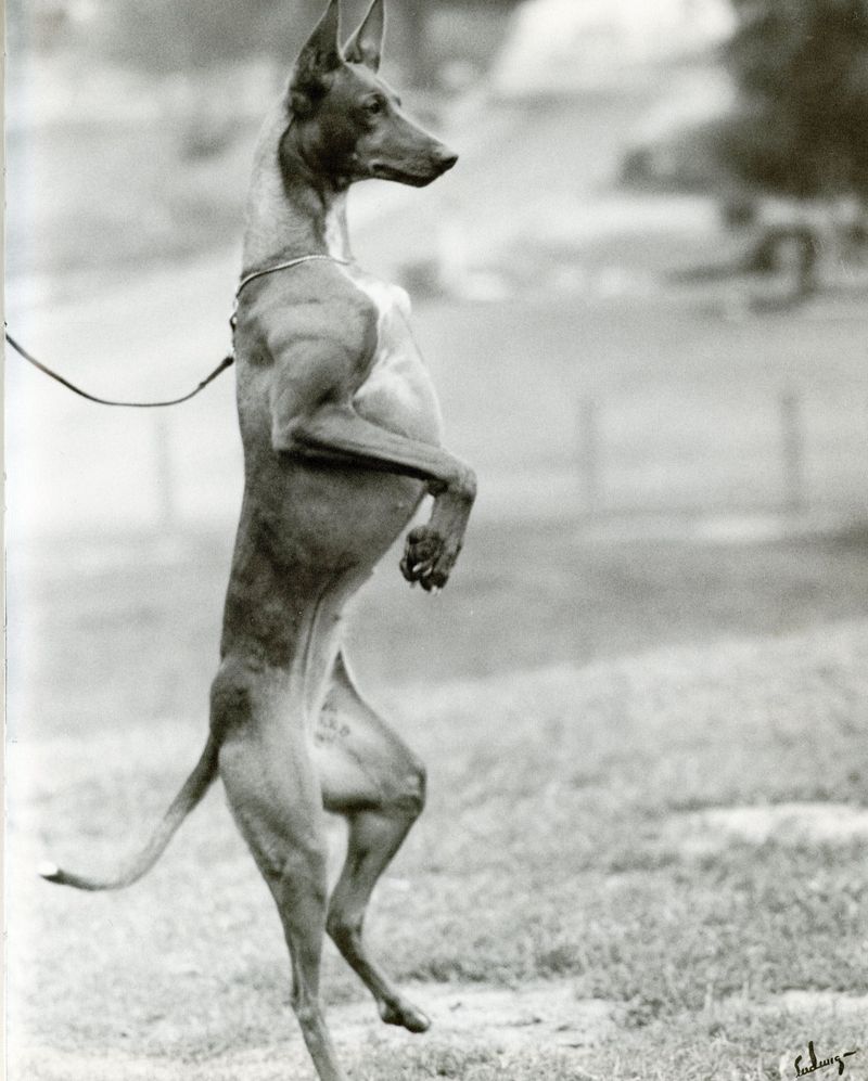 Pharaoh Hound