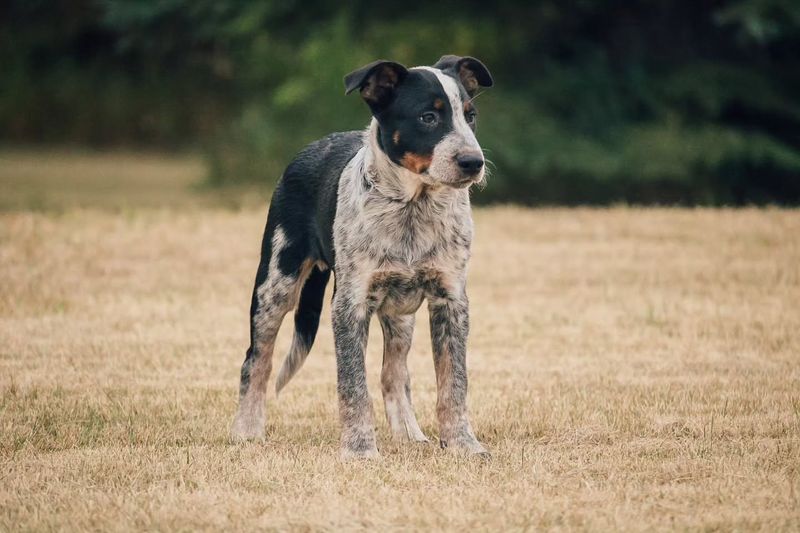 Australian Cattle Dog