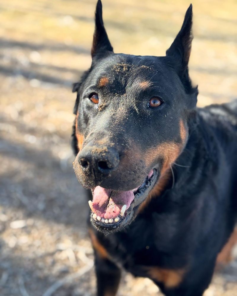Beauceron