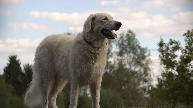 Kuvasz