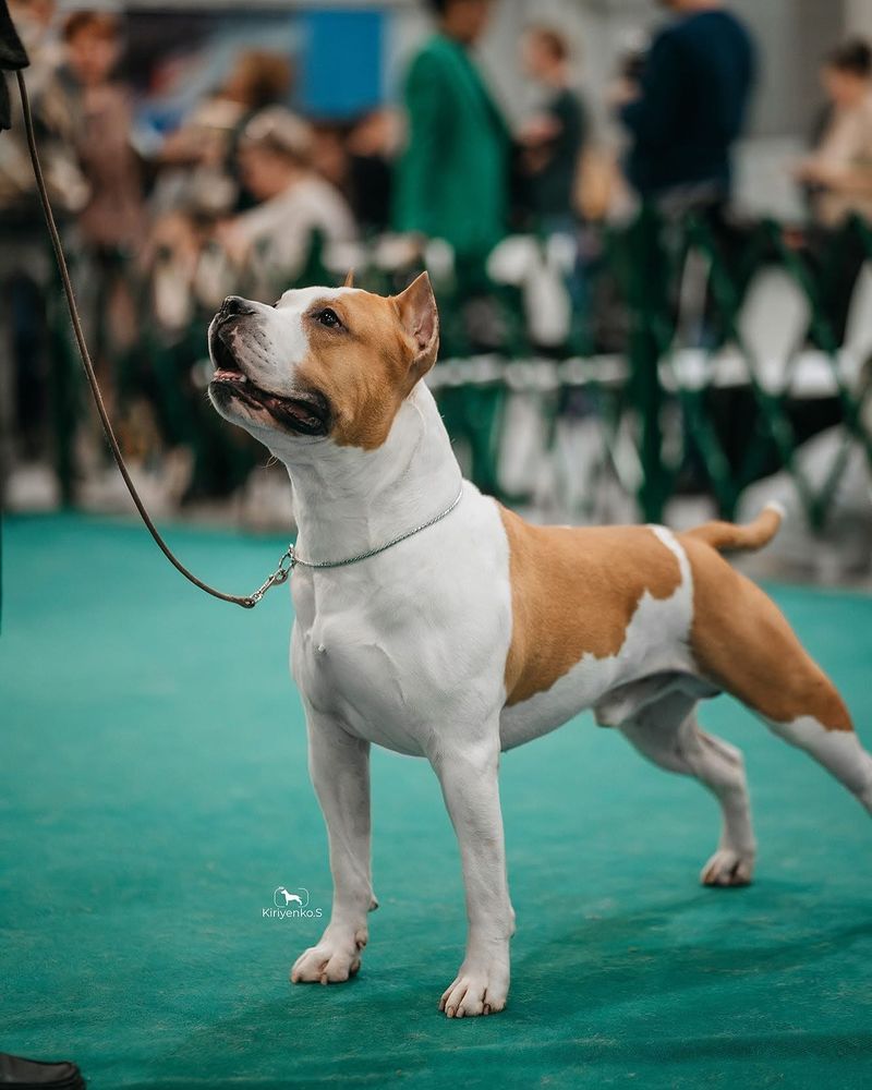 American Staffordshire Terrier
