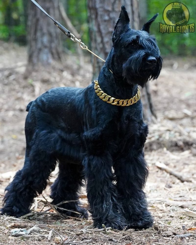 Giant Schnauzer
