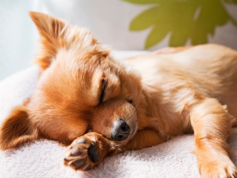 Significance of Dogs' Sleep Positions