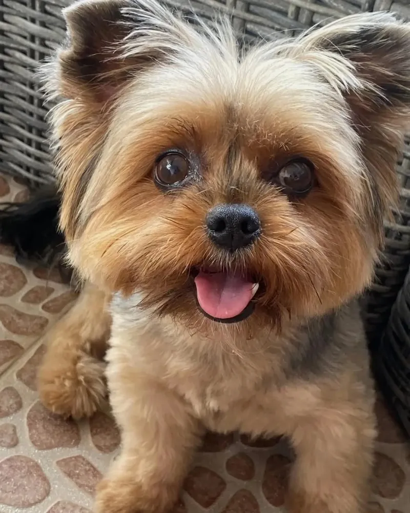 Yorkshire Terrier