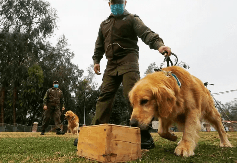 The Super Sniffers