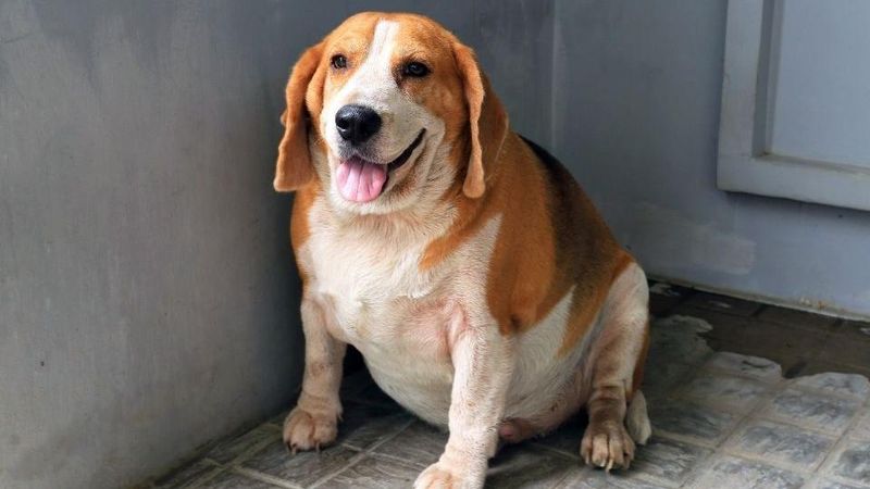 Overweight Dogs