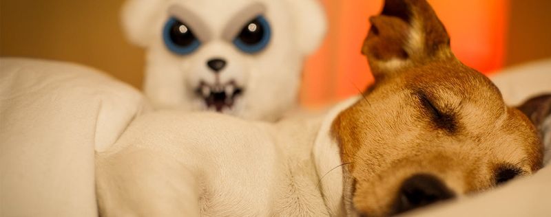 Do Dogs Have Nightmares?