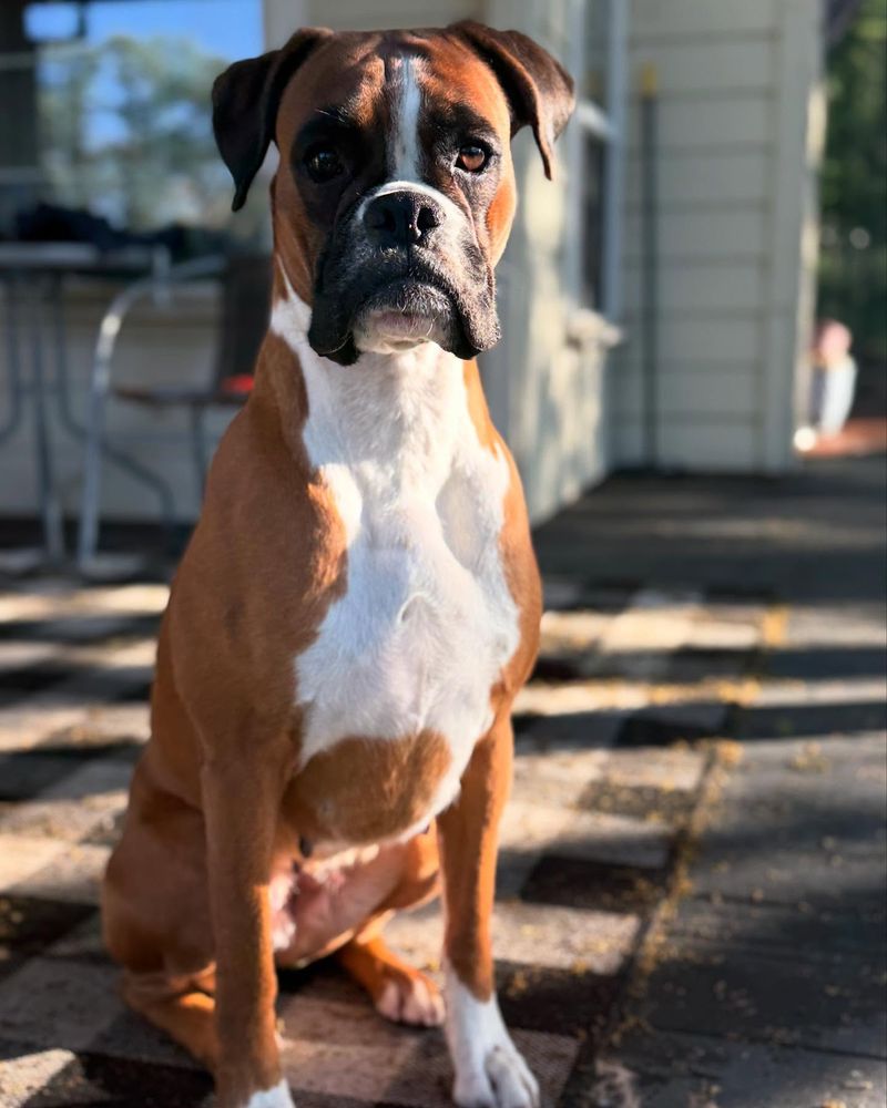 Boxer