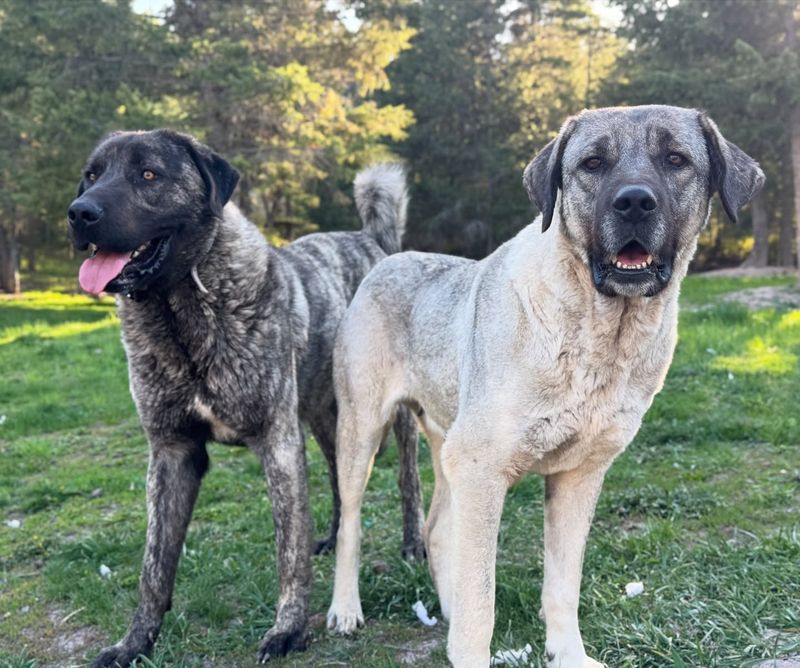 Anatolian Shepherd