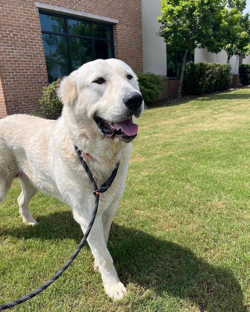 Great Pyrenees
