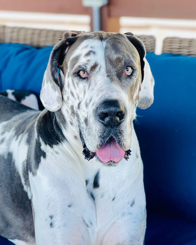 Great Dane