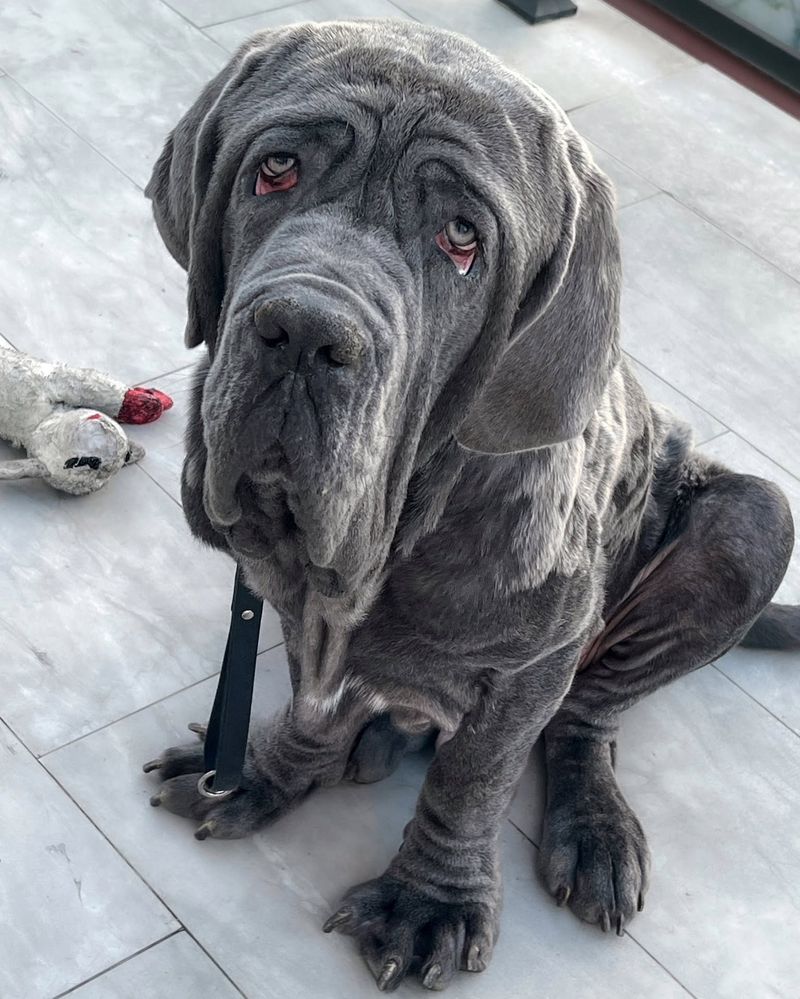 Neapolitan Mastiff