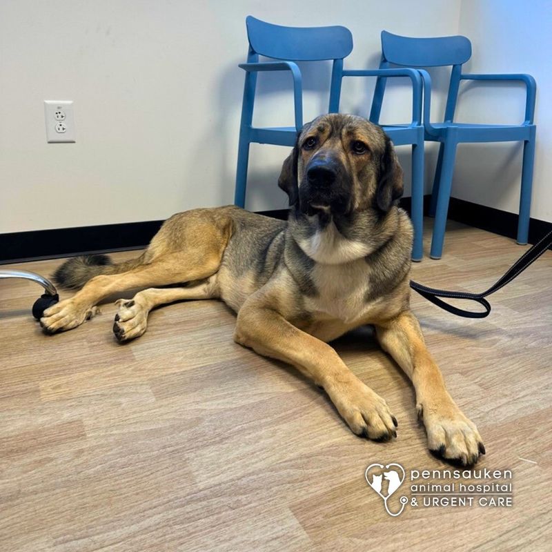 Anatolian Shepherd