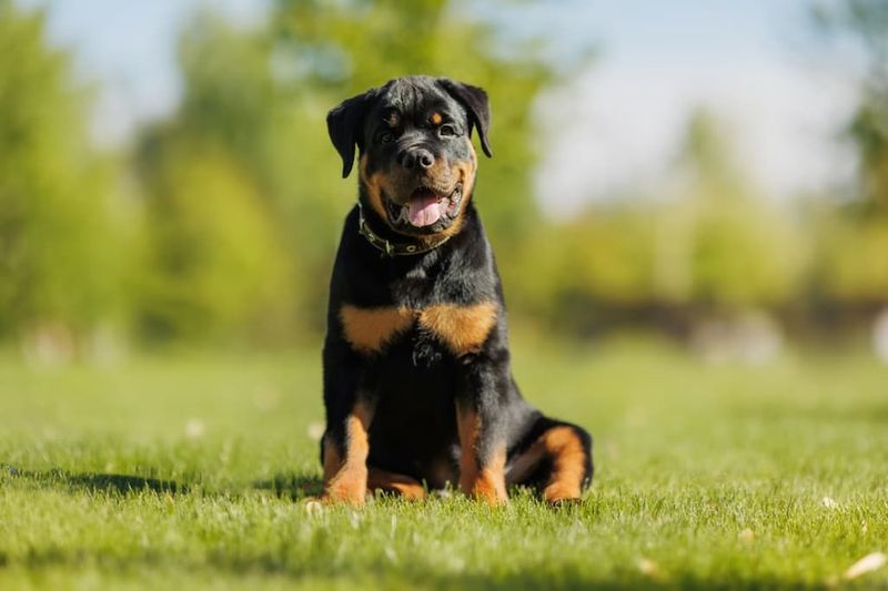 Rottweiler