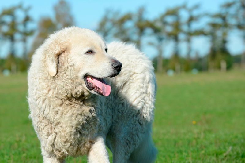 Kuvasz