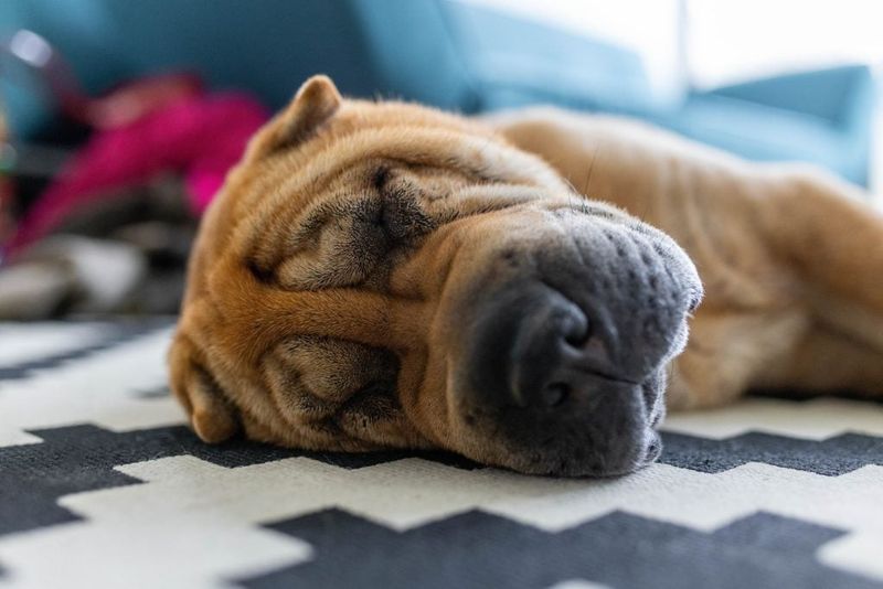 Impact of Daily Activities on Dog Dreams