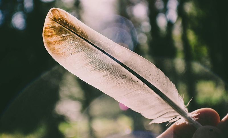 Finding Feathers